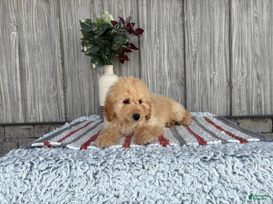Mini Goldendoodle dogs for sale: Angie - Image 22