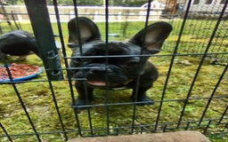 French Bulldog dogs for sale: Puppy 2 - We Leave The Naming To The New Parents - Image 1