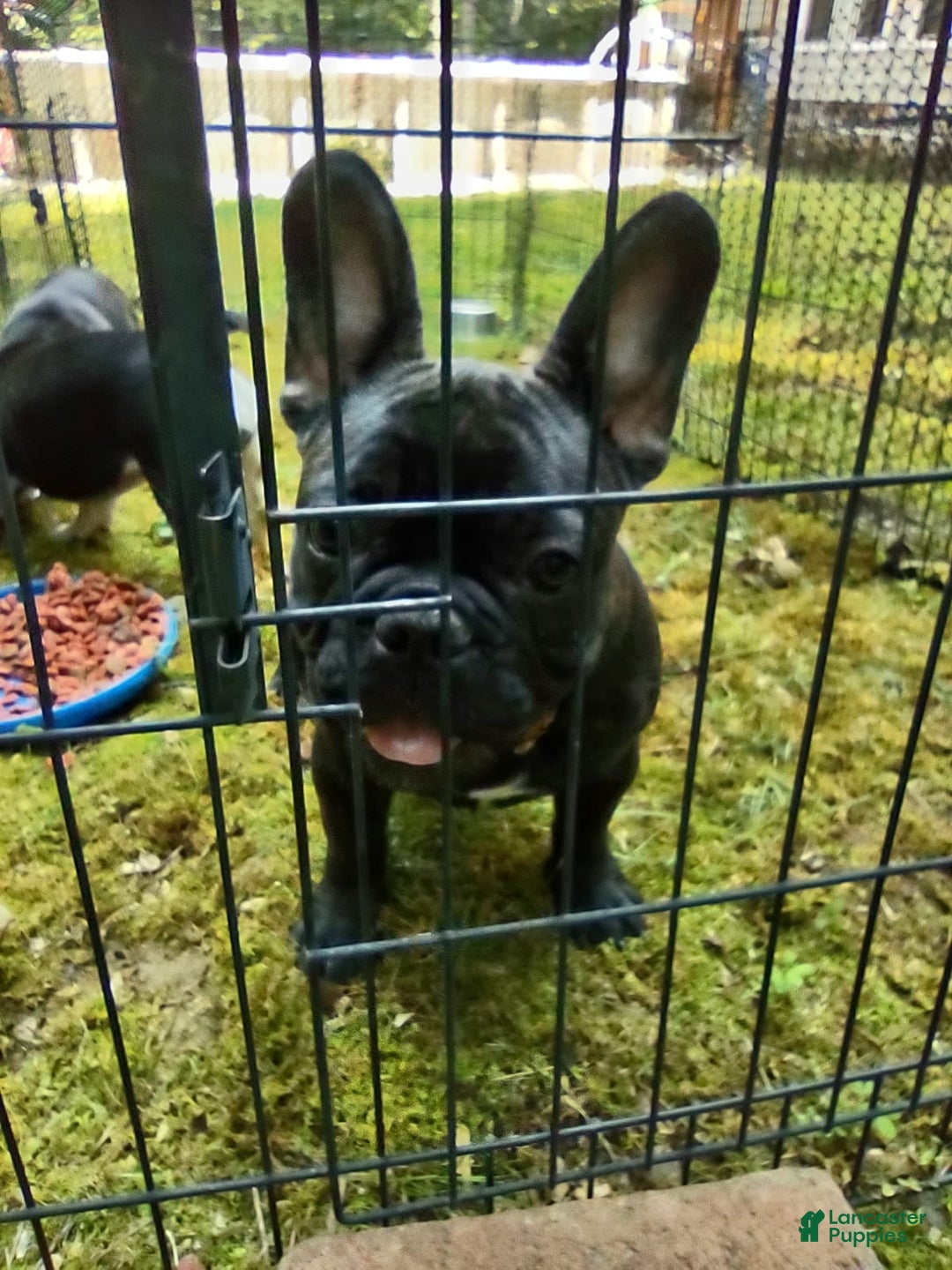 French Bulldog dogs for sale: Puppy 2 - We Leave The Naming To The New Parents - Image 1