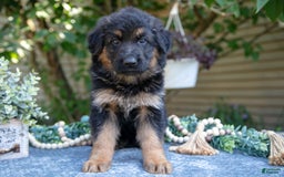 German Shepherd dogs for sale: Georgia - Image 2