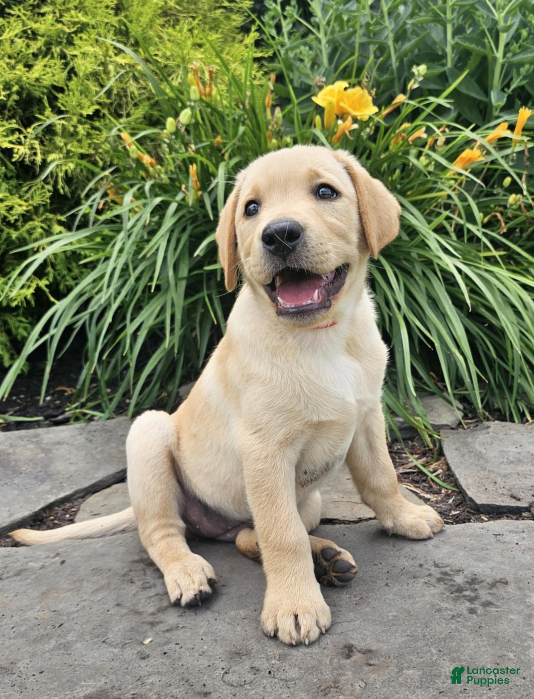 Labrador Retriever dogs for sale: Labrador Retriever 3 puppies - Image 2