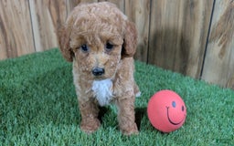 Miniature Poodle dogs for sale: Little Honey Girl 3 - Image 4