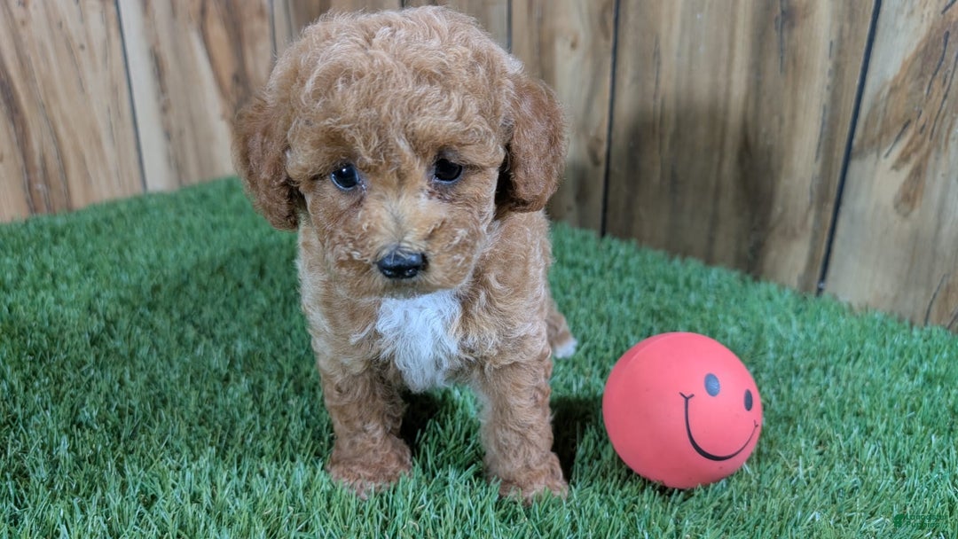 Miniature Poodle dogs for sale: Little Honey Girl 3 - Image 4