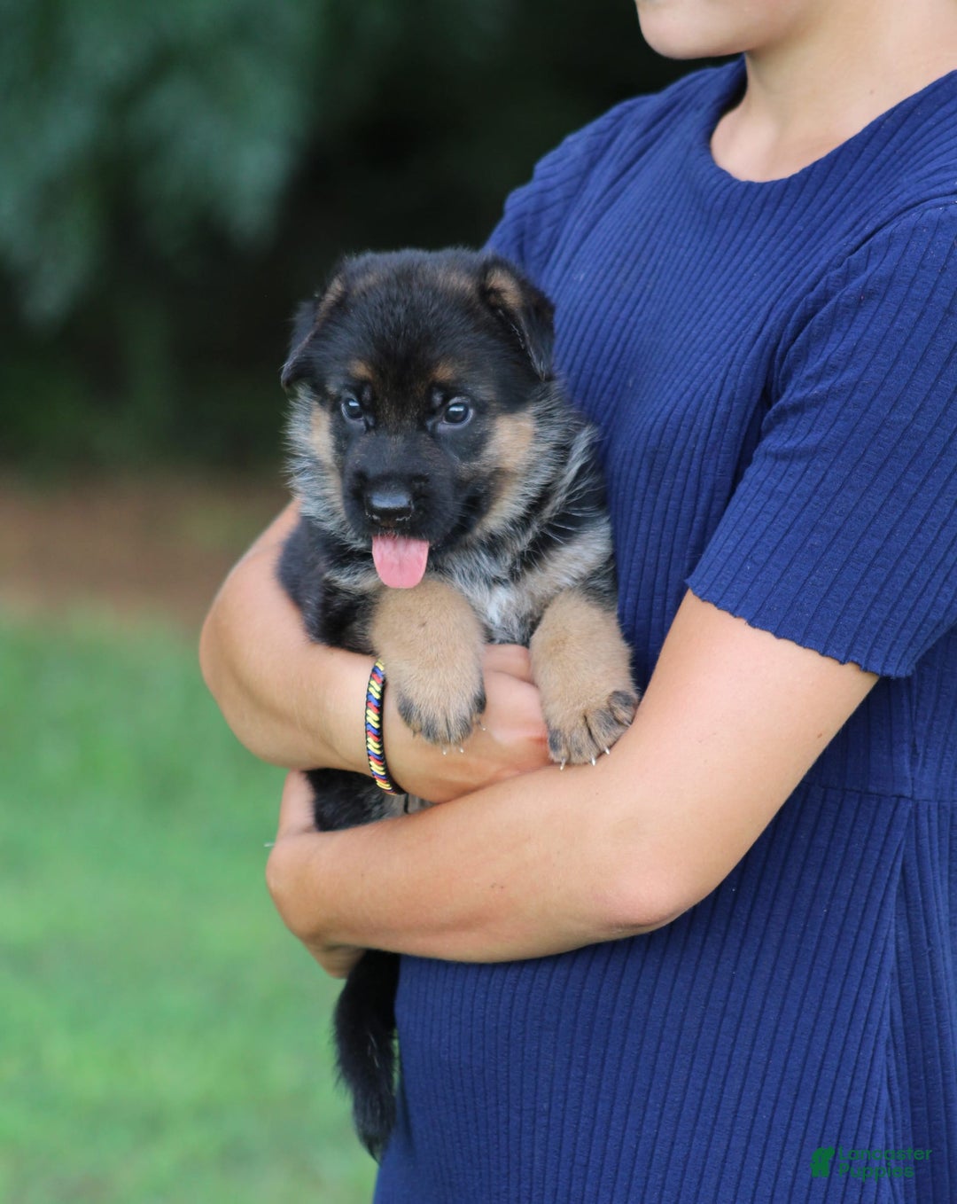 German Shepherd dogs for sale: Jayla - Image 5
