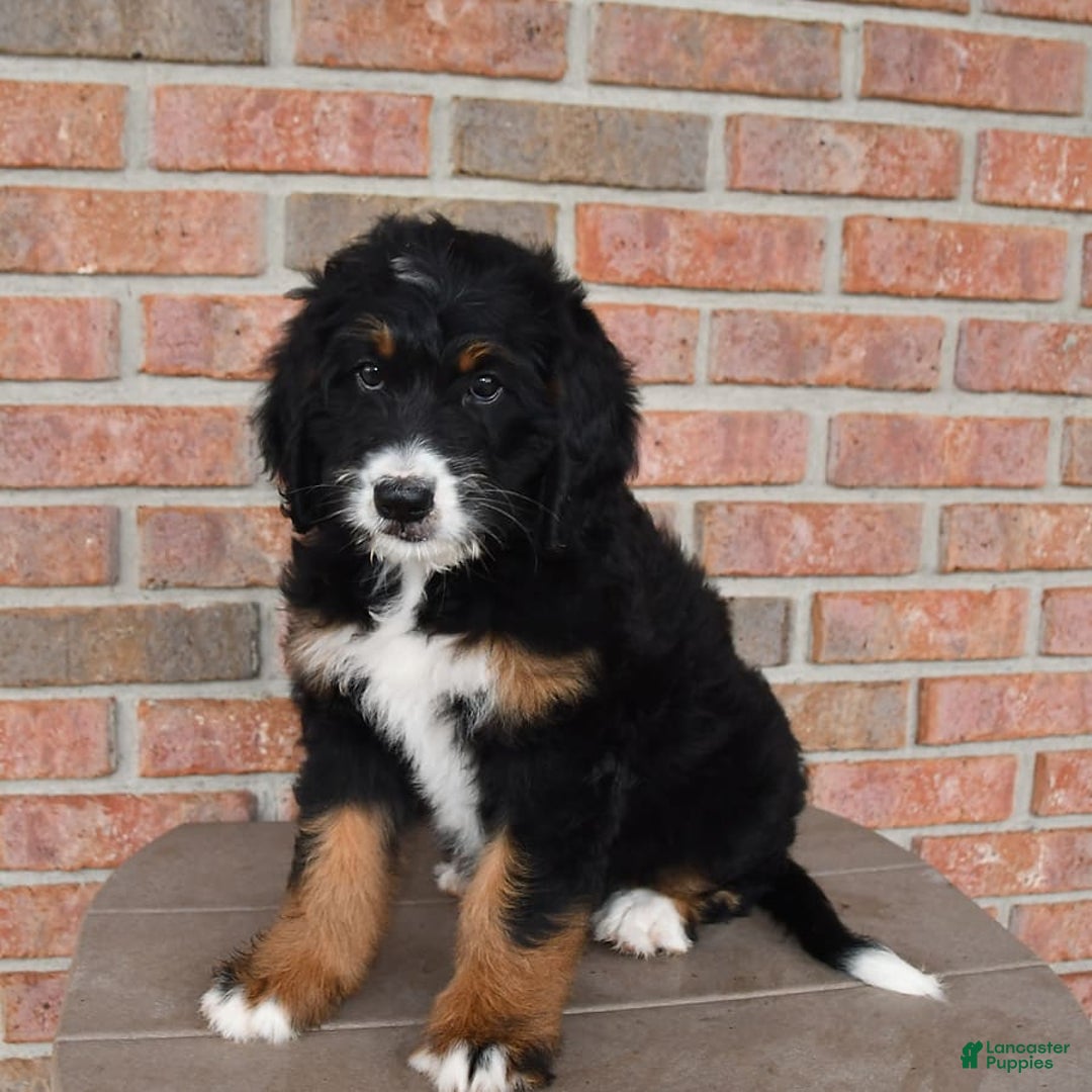 Bernedoodle dogs for sale: Candy - Image 5