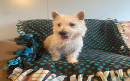 West Highland Terrier dogs for sale: Hans - Image 3