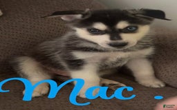 Gerberian Shepsky dogs for sale: Gerberian Shepsky 10 puppies - Image 4