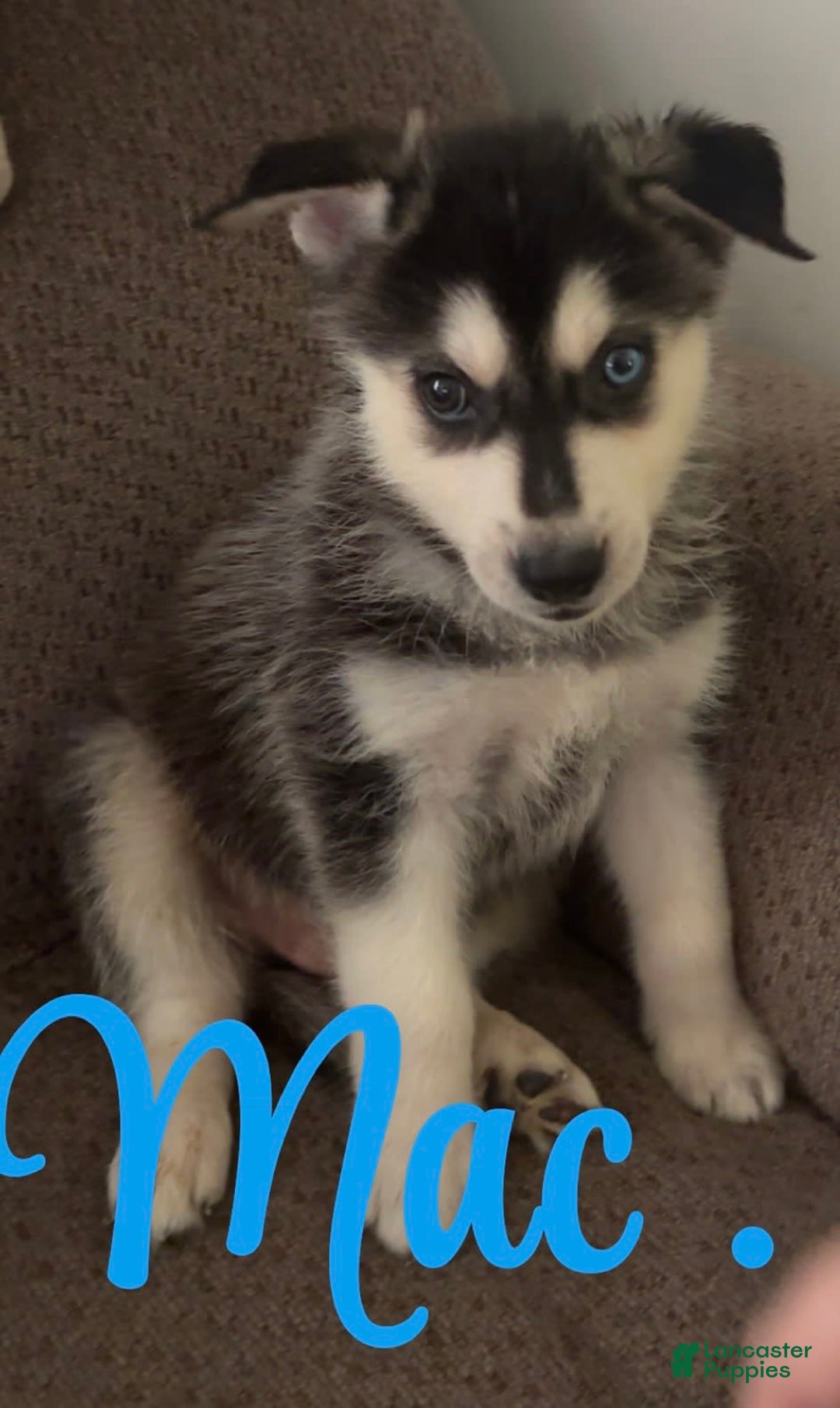 Gerberian Shepsky dogs for sale: Gerberian Shepsky 10 puppies - Image 4