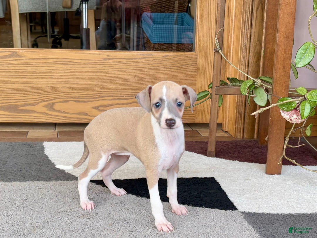 Italian Greyhound dogs for sale: Trina - Image 6