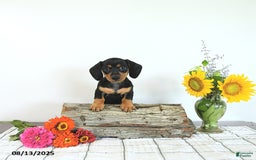 Miniature Dachshund dogs for sale: Megan - Image 3