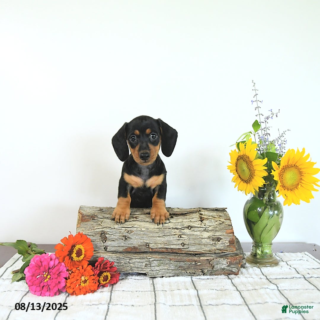 Miniature Dachshund dogs for sale: Megan - Image 3