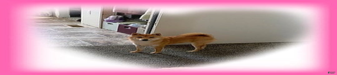 FOXY LOXY
