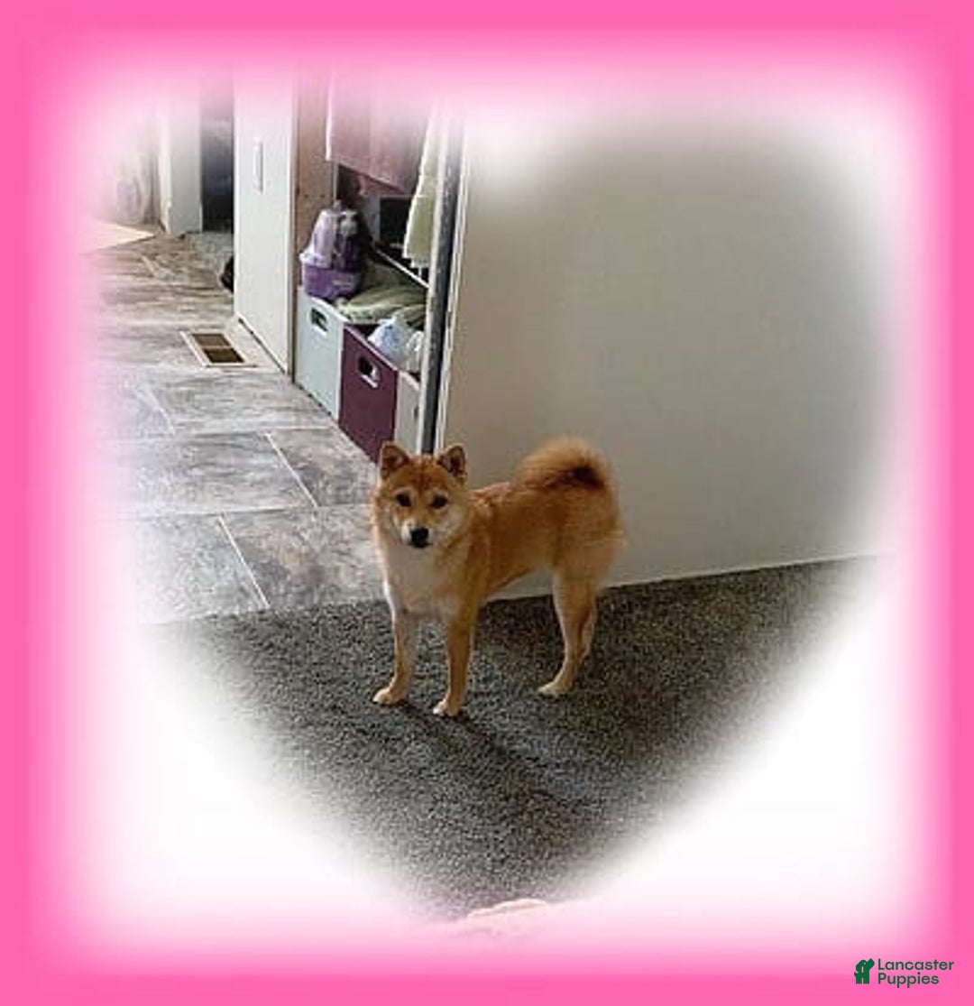 Shiba Inu dogs for sale: FOXY LOXY - Image 1