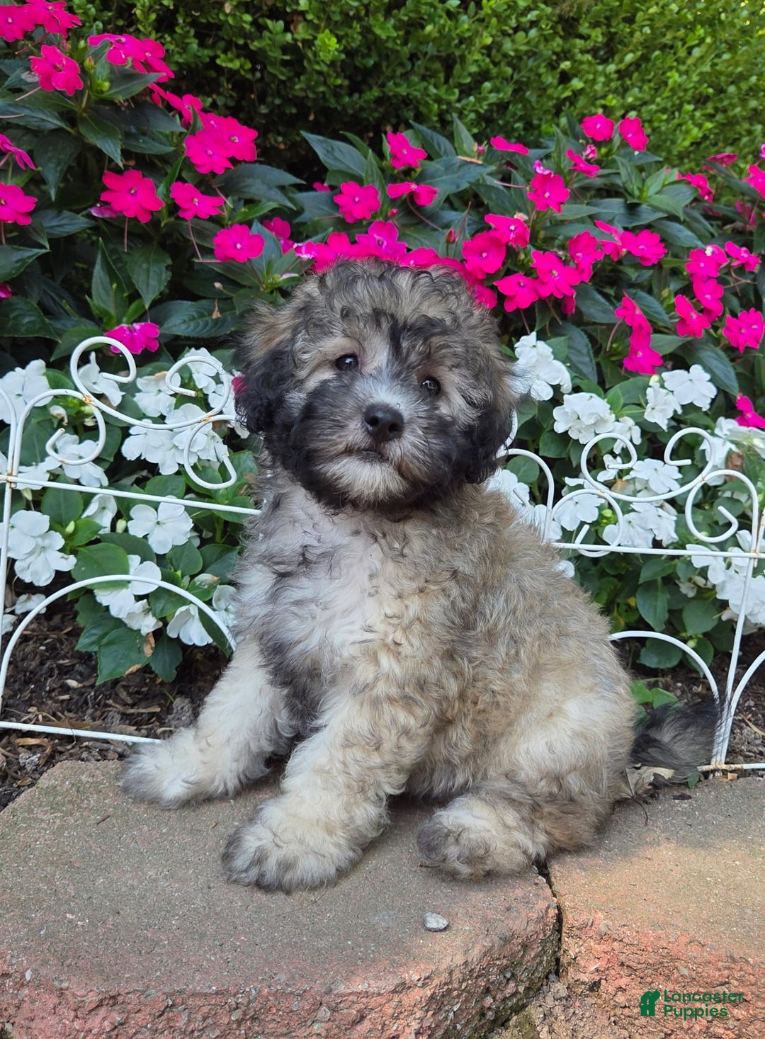 Shihpoo dogs for sale: Muffin - Image 4