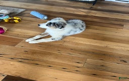 Australian Shepherd dogs for sale: Jojo - Image 20
