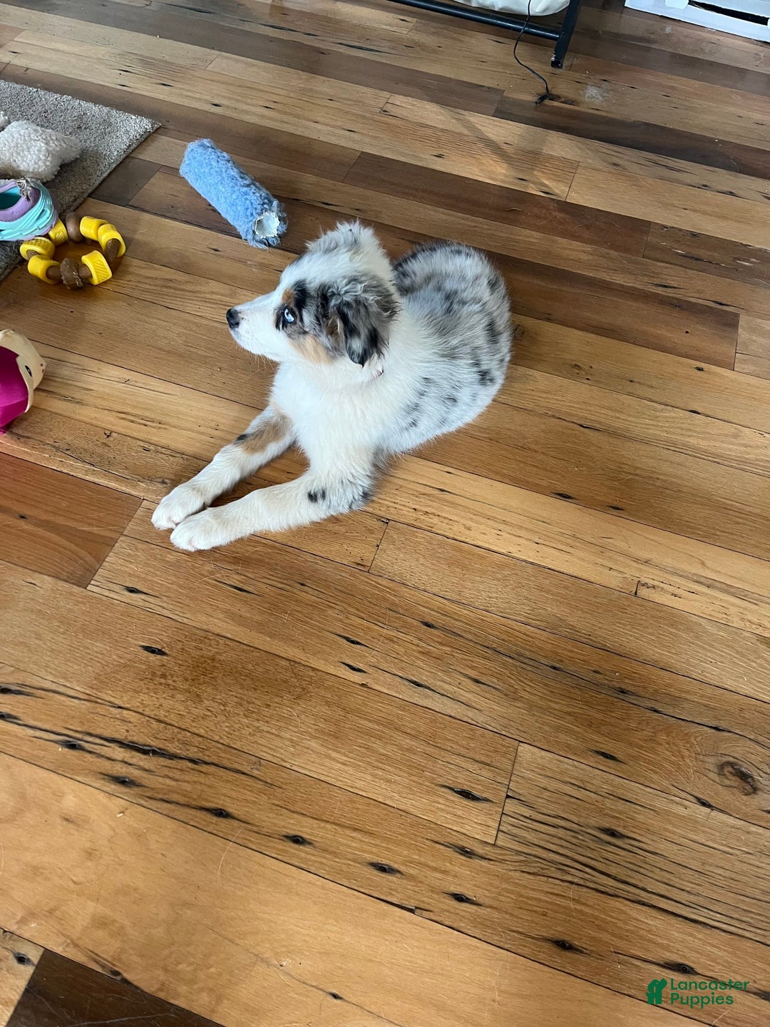 Australian Shepherd dogs for sale: Jojo - Image 20