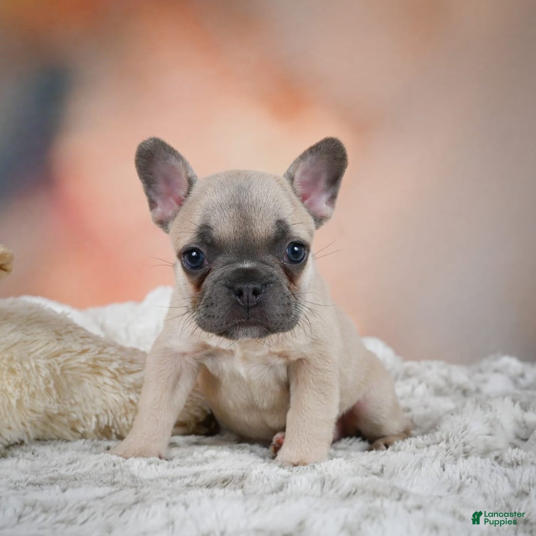 French Bulldog dogs for sale: Daisy - Image 11