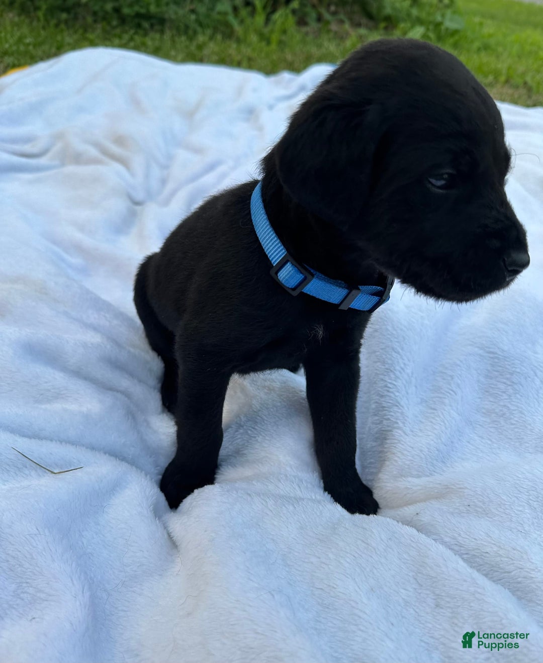 Cane Corso dogs for sale: Max - Image 2