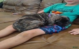 English Mastiff dogs for sale: Purple/ Ivory Girl 💜 - Image 5