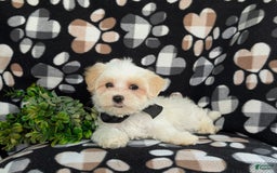 Maltese dogs for sale: Graysen - Image 1