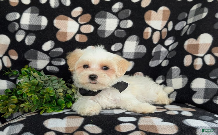 Maltese dogs for sale - Ad 2