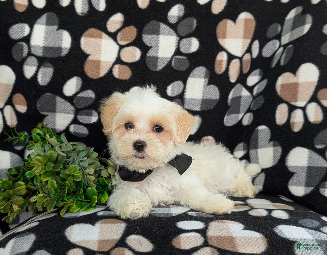 Maltese dogs for sale: Graysen - Image 1