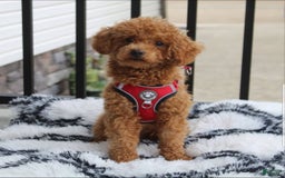 Miniature Poodle dogs for sale: Nala - Image 10