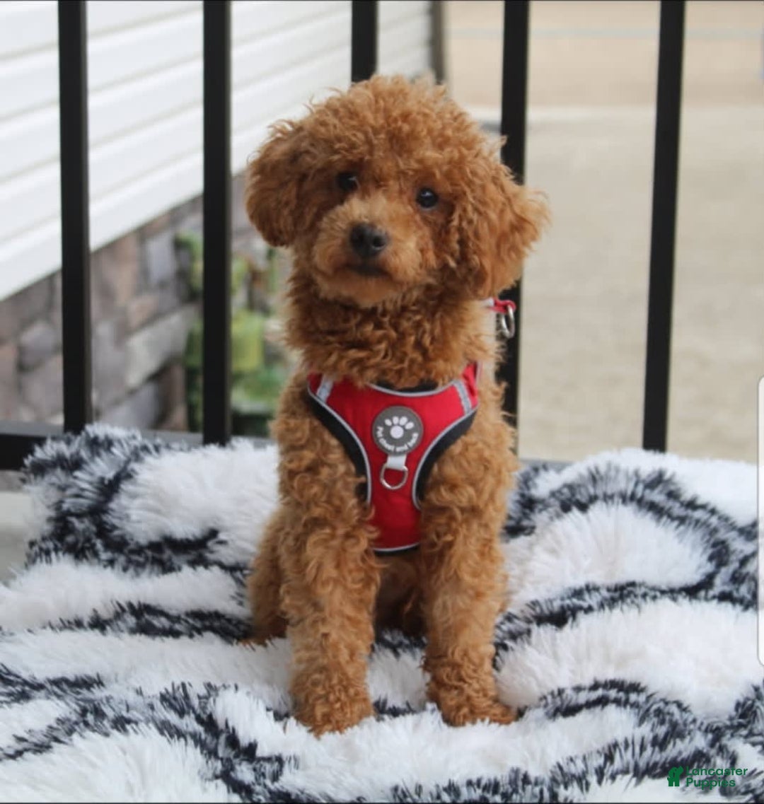 Miniature Poodle dogs for sale: Nala - Image 10