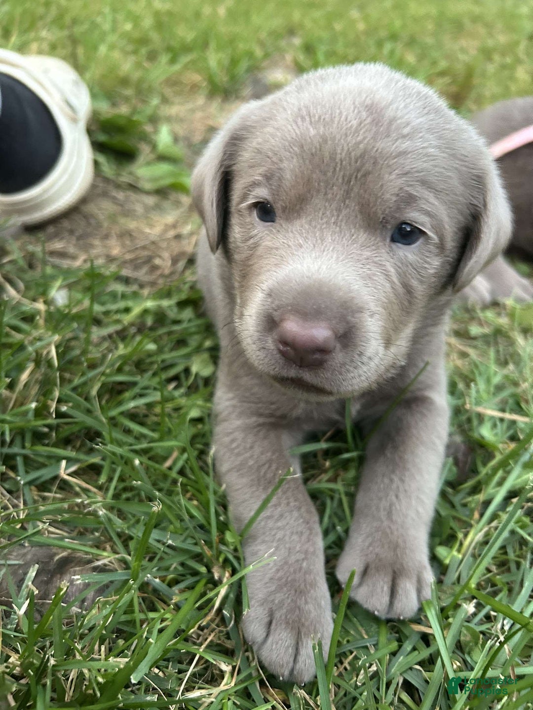 Labrador Retriever dogs for sale: Shark - Image 3