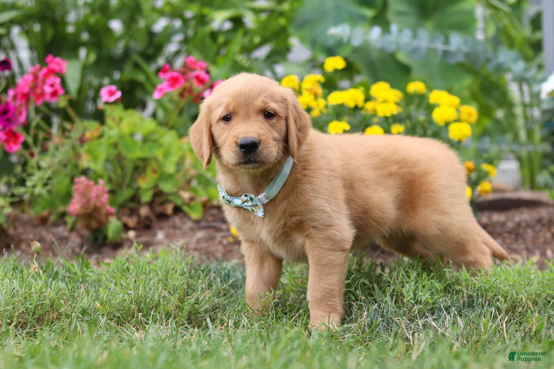 Golden Retriever dogs for sale: Mahlon - Image 5
