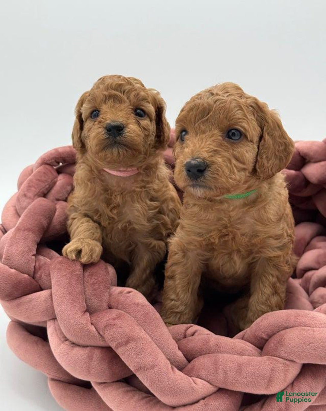 Toy Poodle dogs for sale: Nova - Image 9