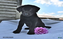 Norwegian Elkhound dogs for sale: Hank - Image 1