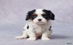 Cavalier King Charles Spaniel dogs for sale: Blake - Image 1