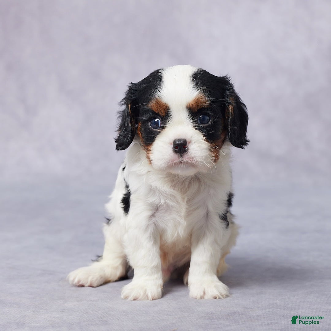 Cavalier King Charles Spaniel dogs for sale: Blake - Image 1