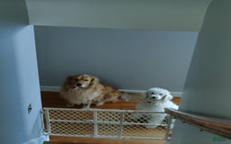 Goldendoodle dogs for sale: Cotton - Image 7