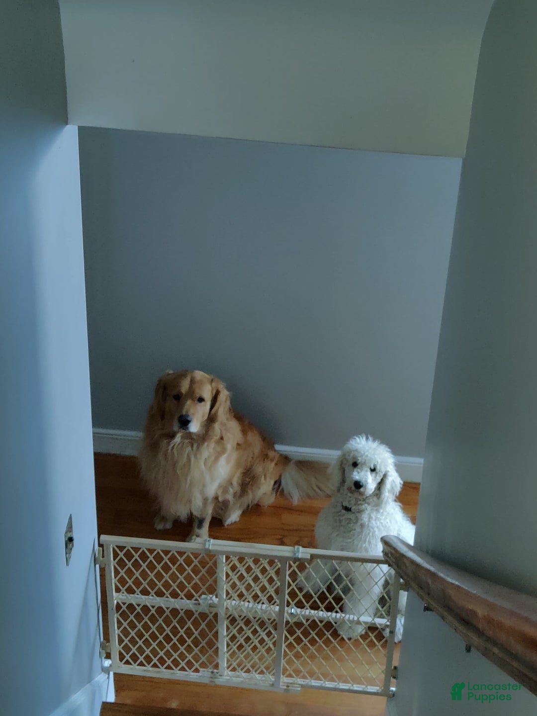 Goldendoodle dogs for sale: Cotton - Image 7