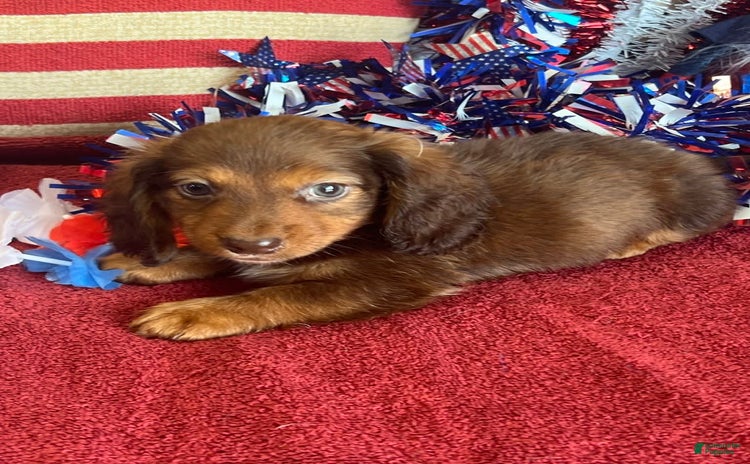 Dachshund dogs for sale - Ad 2