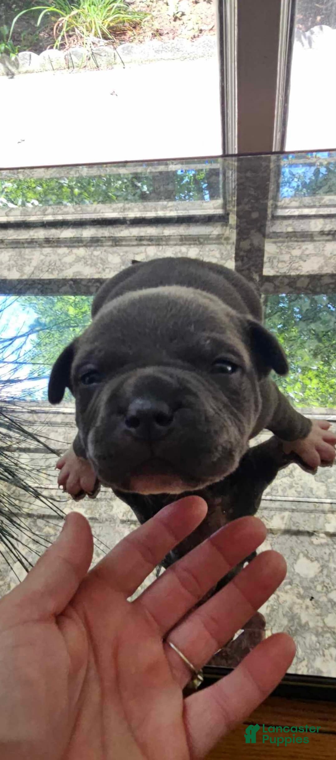 American Bully dogs for sale: Batman - Image 10