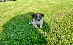 Border Collie dogs for sale: Buster - Image 4