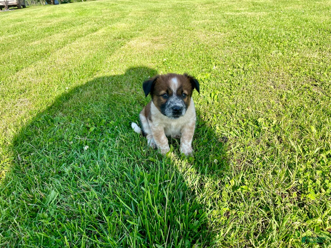 Border Collie dogs for sale: Buster - Image 4