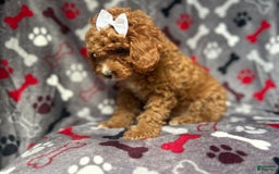 Cavapoo dogs for sale: Sandy - Image 4