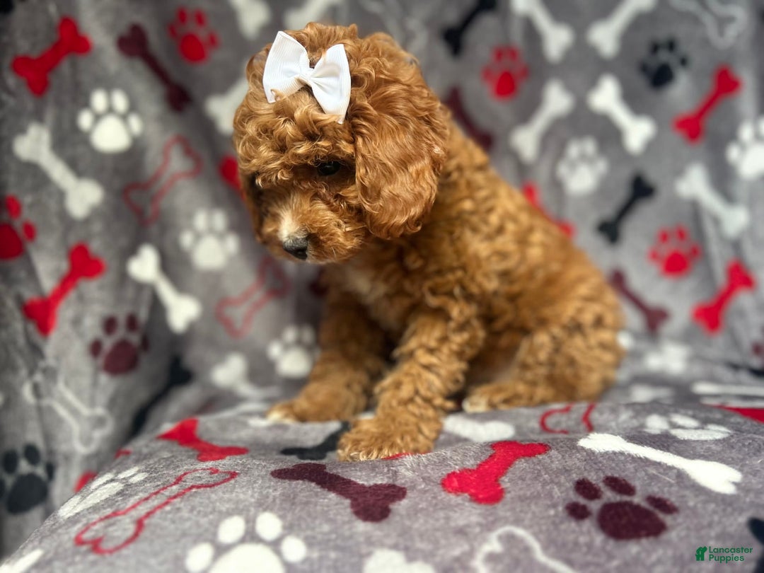 Cavapoo dogs for sale: Sandy - Image 4