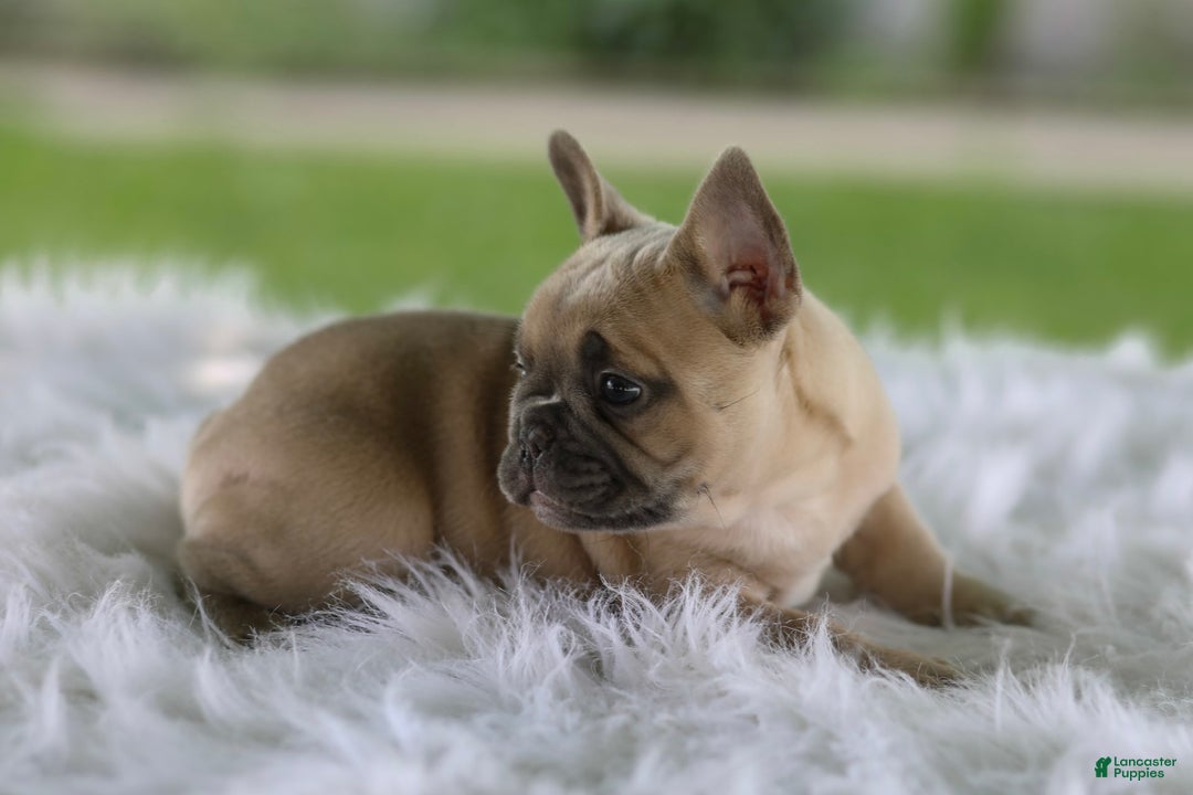 French Bulldog dogs for sale: Tank - Image 4