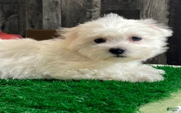 Coton De Tulear dogs for sale: Clyde - Image 1