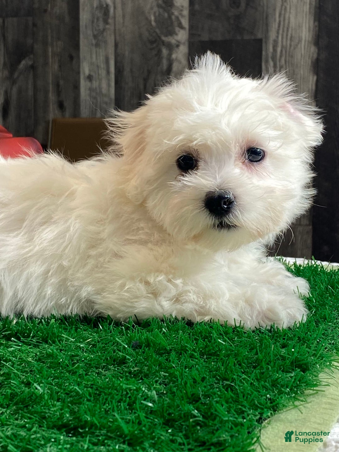 Coton De Tulear dogs for sale: Clyde - Image 1