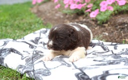 Newfoundland dogs for sale: Maple - Image 4