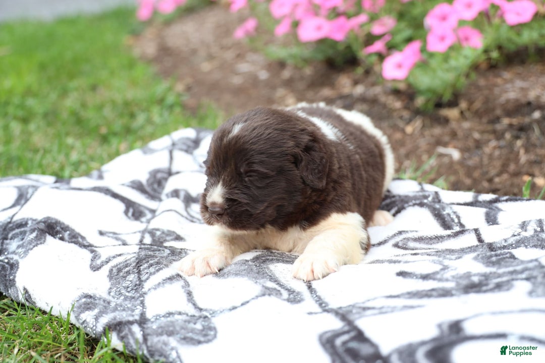 Newfoundland dogs for sale: Maple - Image 4