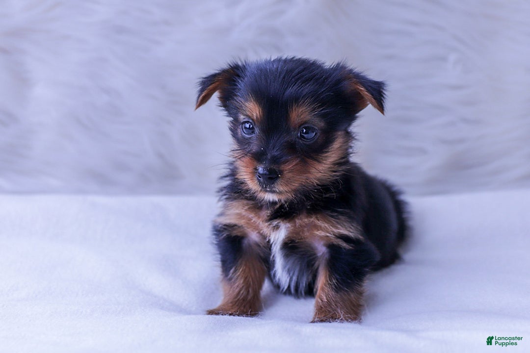 Yorkshire Terrier dogs for sale: Biscuit - Image 1