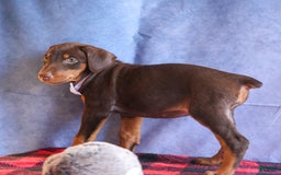Doberman Pinscher dogs for sale: Daisy - Image 12