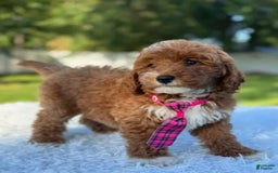 Goldendoodle dogs for sale: Milo - Image 12